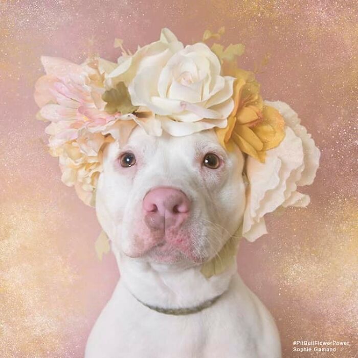 These Powerful Portraits Of Pit Bulls Wearing Flowers Continue To Change How People See Shelter Dogs (37 New Pics)-Interview
