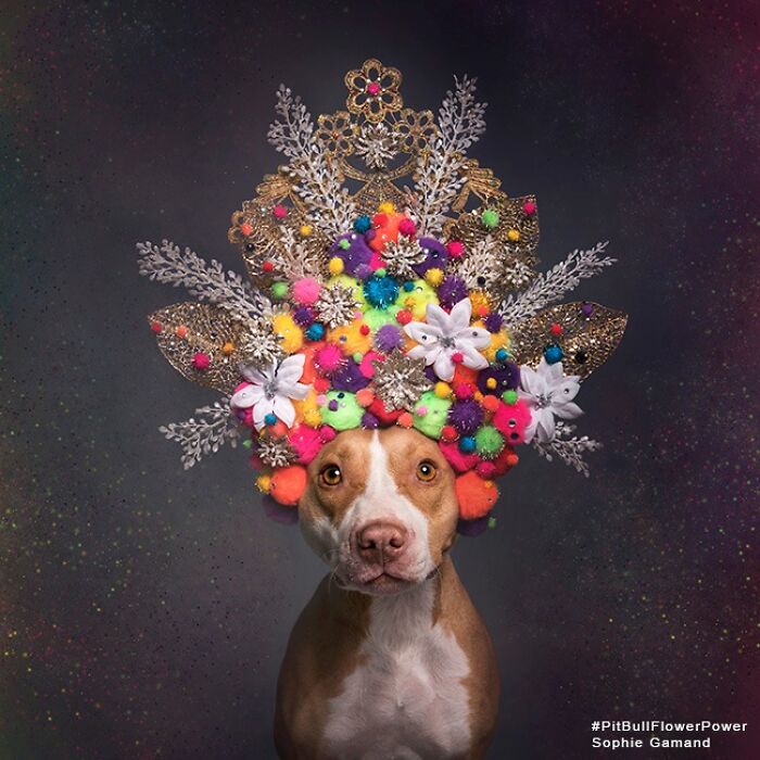 These Powerful Portraits Of Pit Bulls Wearing Flowers Continue To Change How People See Shelter Dogs (37 New Pics)-Interview