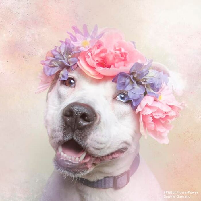 These Powerful Portraits Of Pit Bulls Wearing Flowers Continue To Change How People See Shelter Dogs (37 New Pics)-Interview