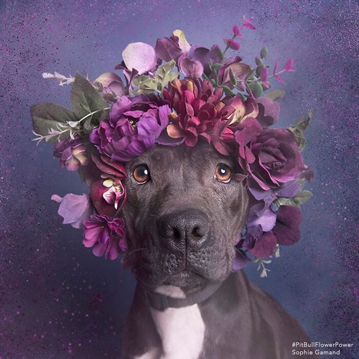 These Powerful Portraits Of Pit Bulls Wearing Flowers Continue To Change How People See Shelter Dogs (37 New Pics)-Interview