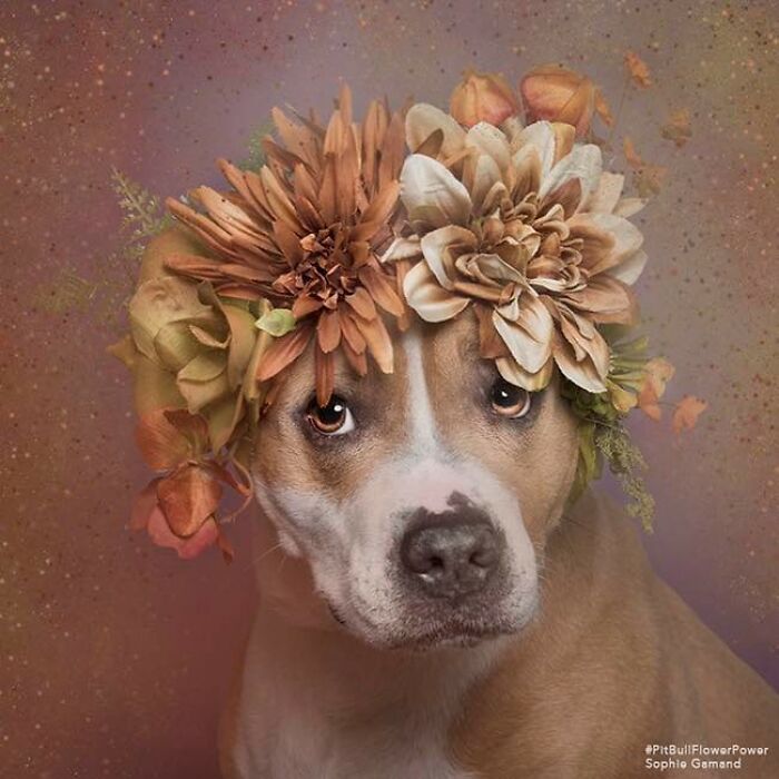 These Powerful Portraits Of Pit Bulls Wearing Flowers Continue To Change How People See Shelter Dogs (37 New Pics)-Interview