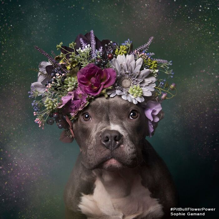These Powerful Portraits Of Pit Bulls Wearing Flowers Continue To Change How People See Shelter Dogs (37 New Pics)-Interview