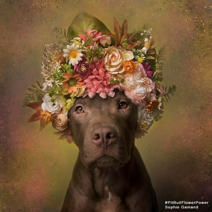 These Powerful Portraits Of Pit Bulls Wearing Flowers Continue To Change How People See Shelter Dogs (37 New Pics)-Interview