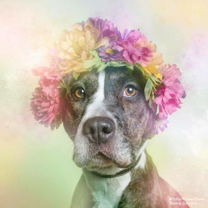 These Powerful Portraits Of Pit Bulls Wearing Flowers Continue To Change How People See Shelter Dogs (37 New Pics)-Interview