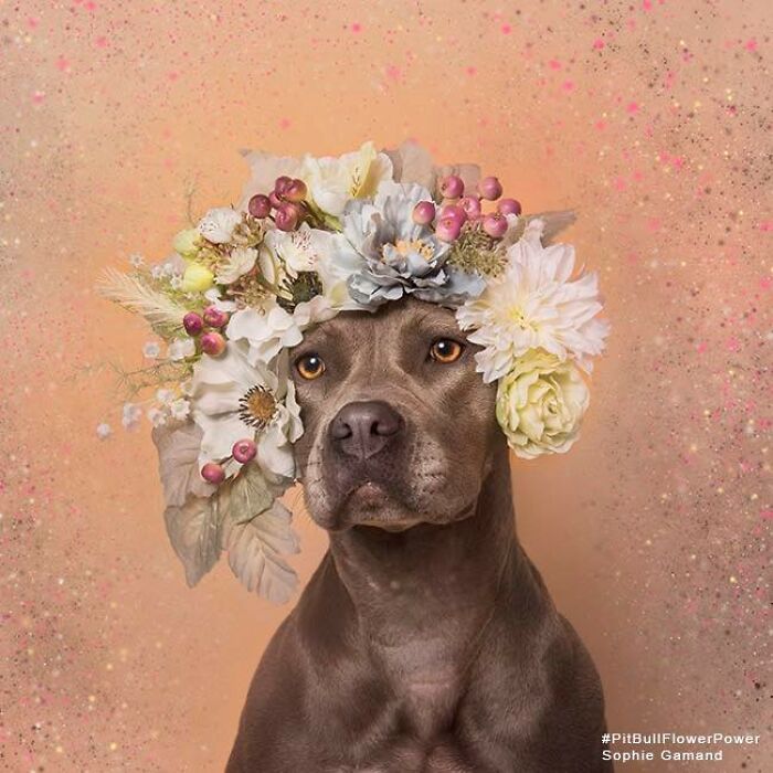 These Powerful Portraits Of Pit Bulls Wearing Flowers Continue To Change How People See Shelter Dogs (37 New Pics)-Interview