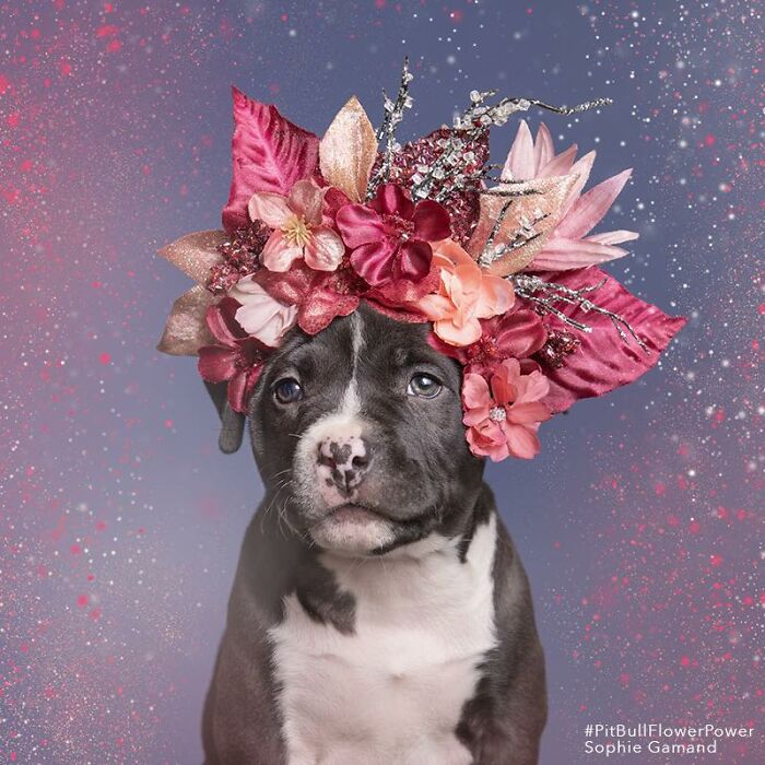 These Powerful Portraits Of Pit Bulls Wearing Flowers Continue To Change How People See Shelter Dogs (37 New Pics)-Interview