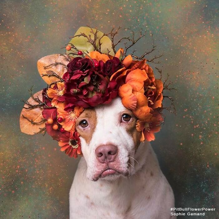 These Powerful Portraits Of Pit Bulls Wearing Flowers Continue To Change How People See Shelter Dogs (37 New Pics)-Interview