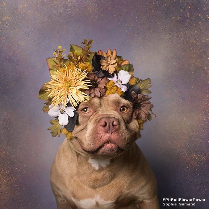 These Powerful Portraits Of Pit Bulls Wearing Flowers Continue To Change How People See Shelter Dogs (37 New Pics)-Interview