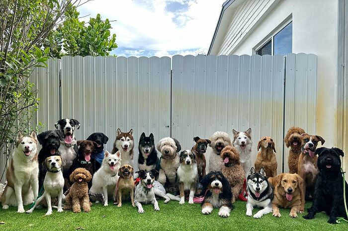 This Dog Daycare Somehow Gets Dozens Of Dogs To Sit Still For Perfect Group Photos (31 Pics)