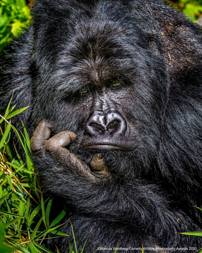 40 Funniest Wildlife Photos Ever From The Comedy Wildlife Photography Awards That Prove Animals Have Better Comedy Timing Than Us