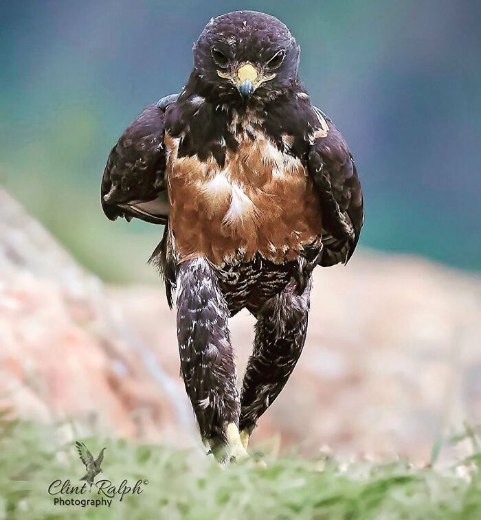 40 Funniest Wildlife Photos Ever From The Comedy Wildlife Photography Awards That Prove Animals Have Better Comedy Timing Than Us