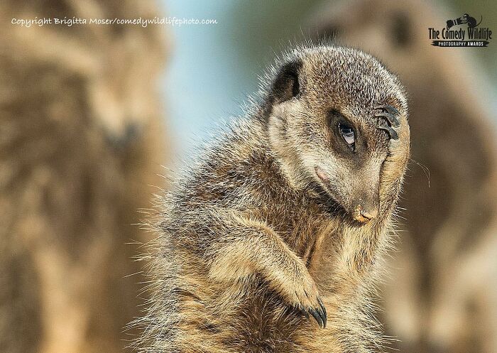 40 Funniest Wildlife Photos Ever From The Comedy Wildlife Photography Awards That Prove Animals Have Better Comedy Timing Than Us