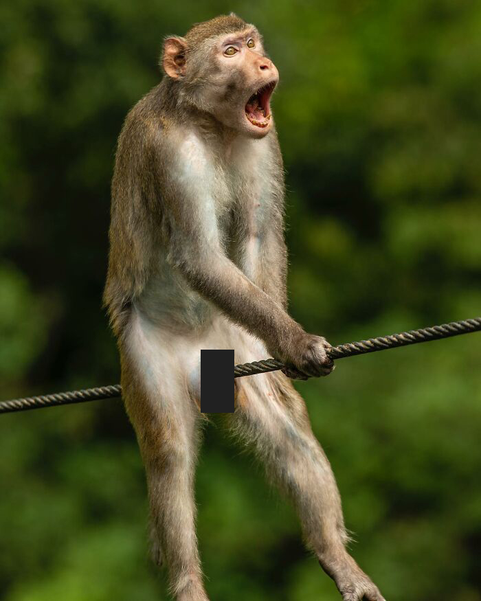 40 Funniest Wildlife Photos Ever From The Comedy Wildlife Photography Awards That Prove Animals Have Better Comedy Timing Than Us