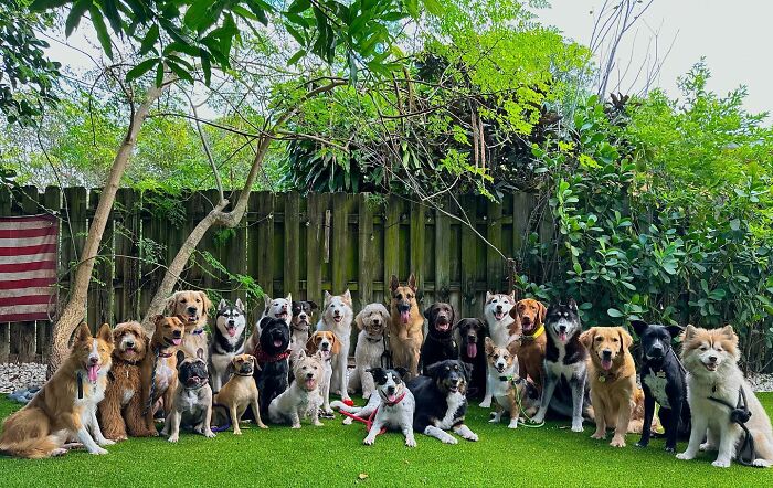 This Dog Daycare Somehow Gets Dozens Of Dogs To Sit Still For Perfect Group Photos (31 Pics)