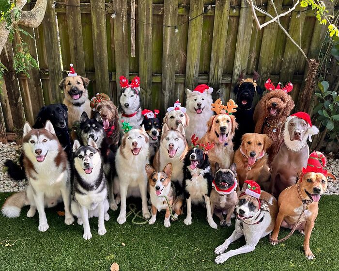 This Dog Daycare Somehow Gets Dozens Of Dogs To Sit Still For Perfect Group Photos (31 Pics)