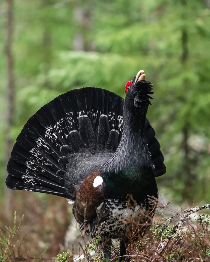 50 Beautiful Wildlife Photos By Finnish Photographer Ian Granström