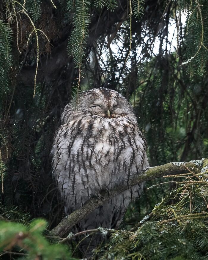 50 Beautiful Wildlife Photos By Finnish Photographer Ian Granström