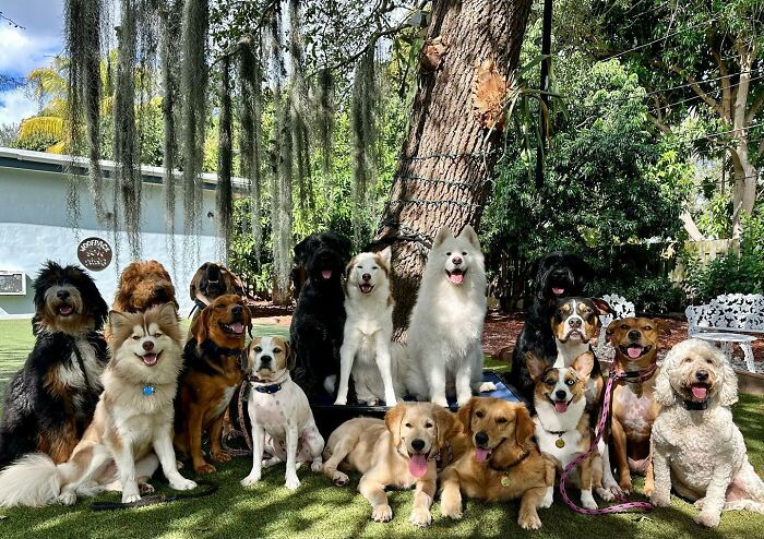 This Dog Daycare Somehow Gets Dozens Of Dogs To Sit Still For Perfect Group Photos (31 Pics)