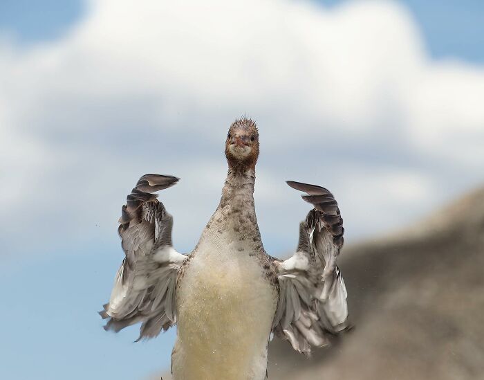 40 Funniest Wildlife Photos Ever From The Comedy Wildlife Photography Awards That Prove Animals Have Better Comedy Timing Than Us