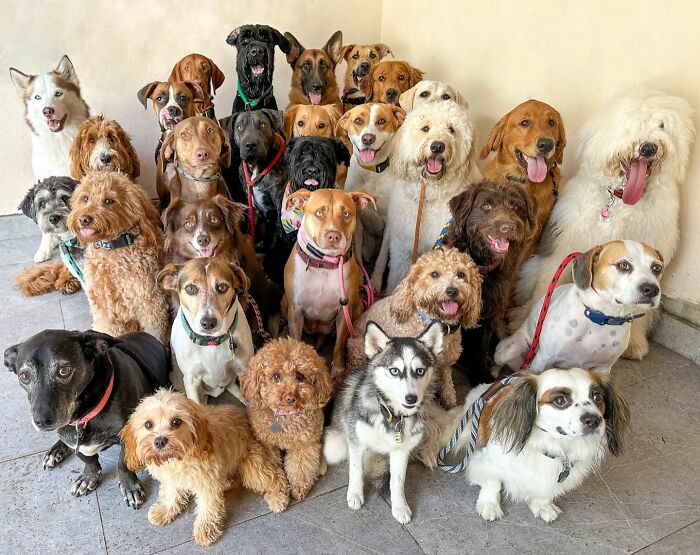 This Dog Daycare Somehow Gets Dozens Of Dogs To Sit Still For Perfect Group Photos (31 Pics)