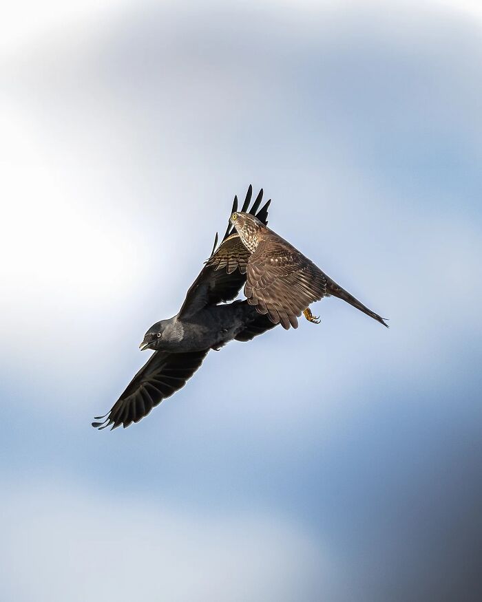 50 Beautiful Wildlife Photos By Finnish Photographer Ian Granström