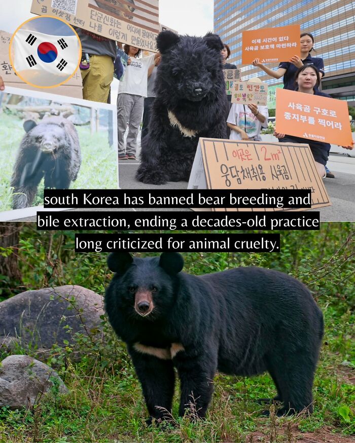 South Korea bans bear breeding and bile extraction, a positive step featured in good news from around the world.