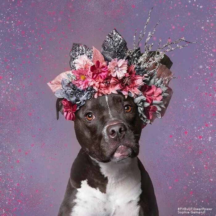 These Powerful Portraits Of Pit Bulls Wearing Flowers Continue To Change How People See Shelter Dogs (37 New Pics)-Interview
