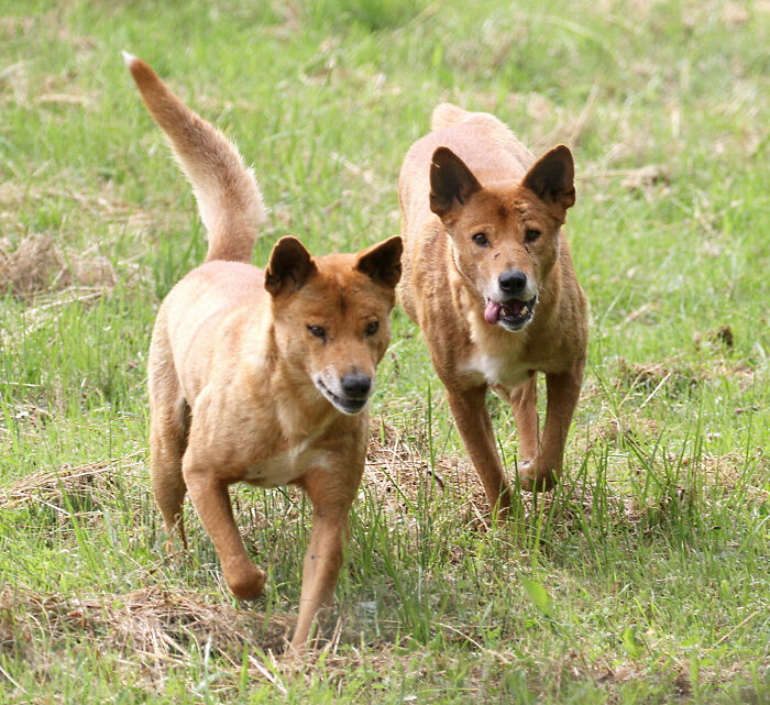 Two dingoes walking through grassy terrain, representing wildlife linked to backpacker cause of passing details.