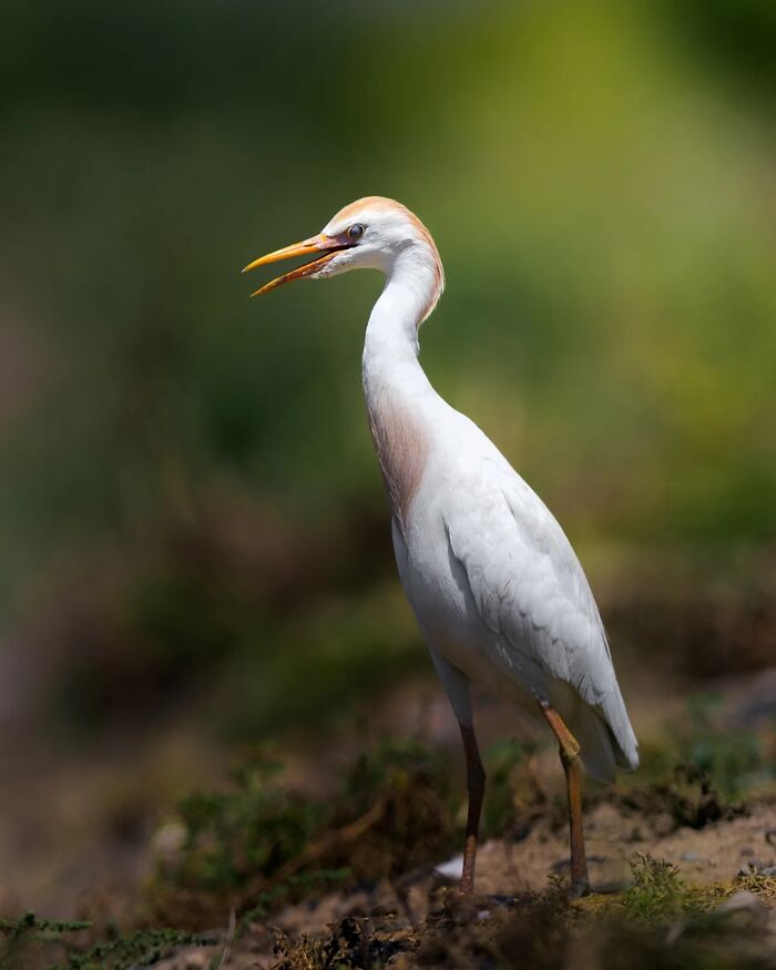 50 Beautiful Wildlife Photos By Finnish Photographer Ian Granström