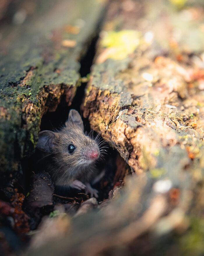 50 Beautiful Wildlife Photos By Finnish Photographer Ian Granström