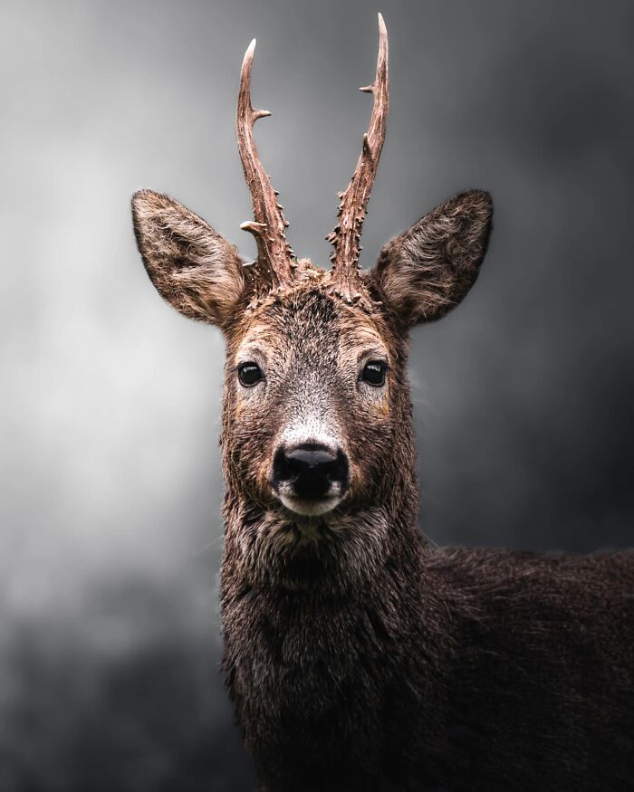 50 Beautiful Wildlife Photos By Finnish Photographer Ian Granström