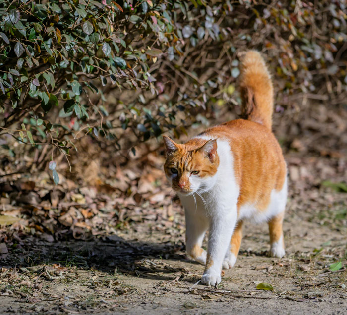 Orange and white cat walking outside near bushes, related to neighbors stealing her cat and sheriff involvement.