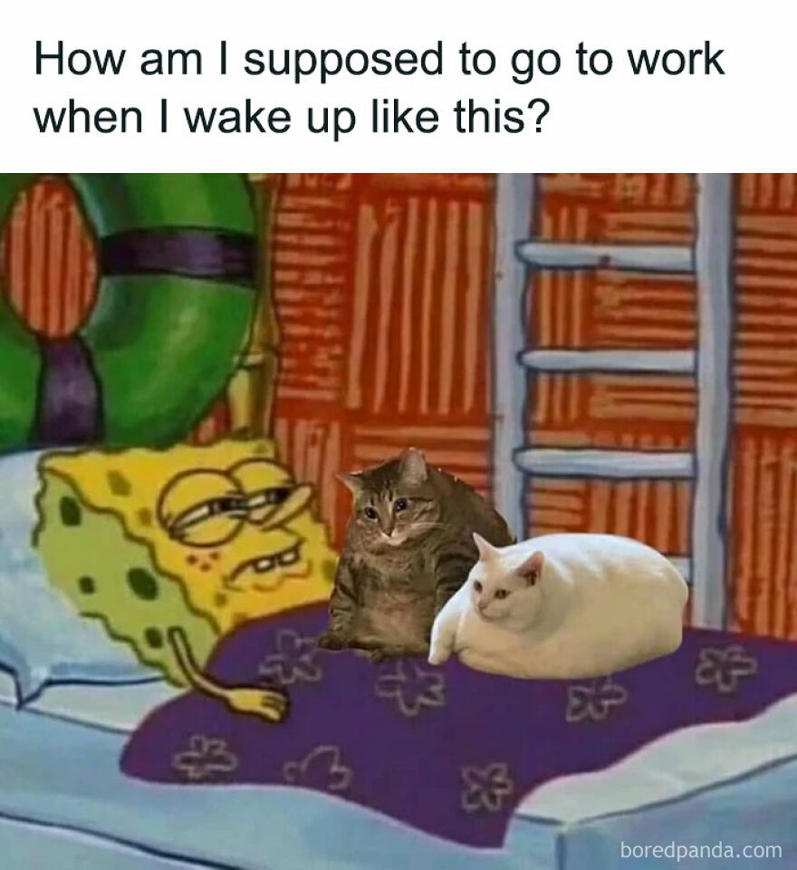 SpongeBob lying in bed with two chubby cats, illustrating a funny chucklesome cat meme about waking up tired.