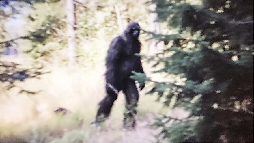 Blurry figure resembling Bigfoot walking through a forest illustrating weird animal laws and unusual wildlife rules.