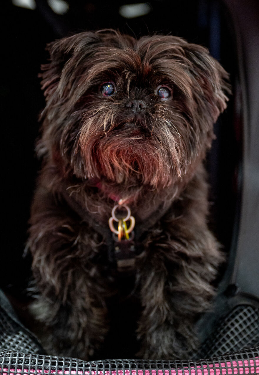 Small black dog with fluffy fur sitting in a cozy space, showcasing one of the cutest small dog breeds.