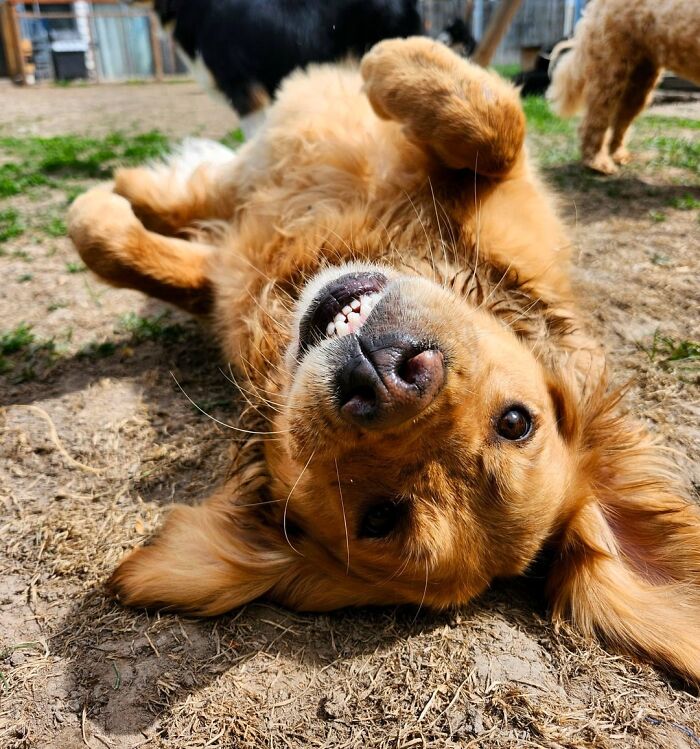 Golden retriever lying on the ground, smiling and playing happily at a busy dog daycare with other dogs nearby.