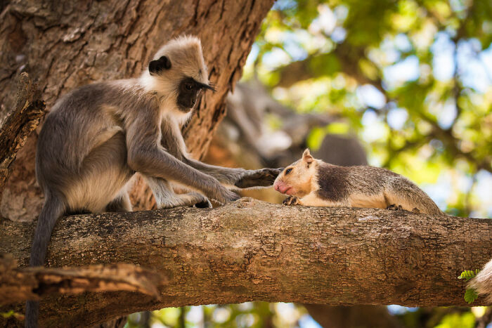 A Tufted Gray Langur (Semnopithecus Priam) Stroking A Grizzled Giant Squirrel (Ratufa Macroura) Caringly At Yala National Park, Sri Lanka