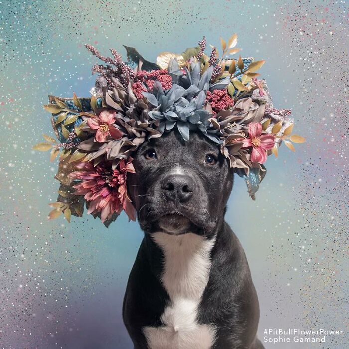 These Powerful Portraits Of Pit Bulls Wearing Flowers Continue To Change How People See Shelter Dogs (37 New Pics)-Interview