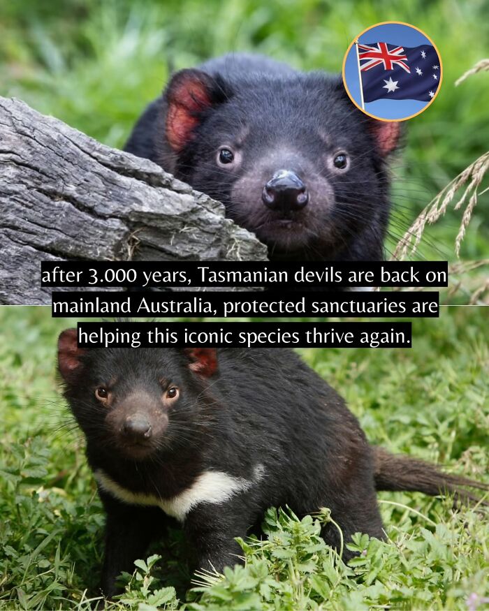 Tasmanian devils thrive again on mainland Australia thanks to protected sanctuaries and global good news efforts.