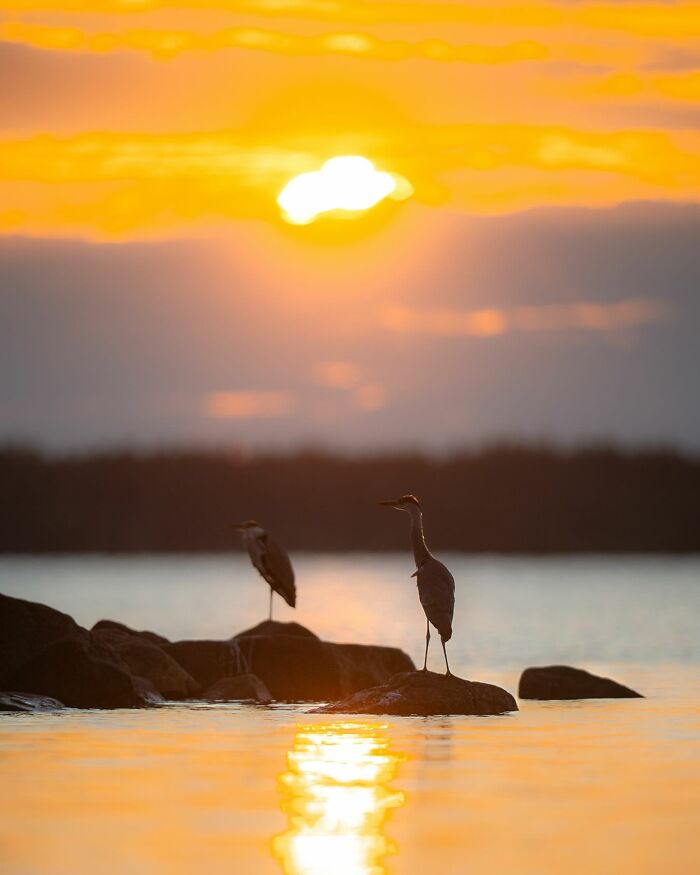 50 Beautiful Wildlife Photos By Finnish Photographer Ian Granström