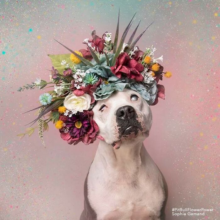 These Powerful Portraits Of Pit Bulls Wearing Flowers Continue To Change How People See Shelter Dogs (37 New Pics)-Interview