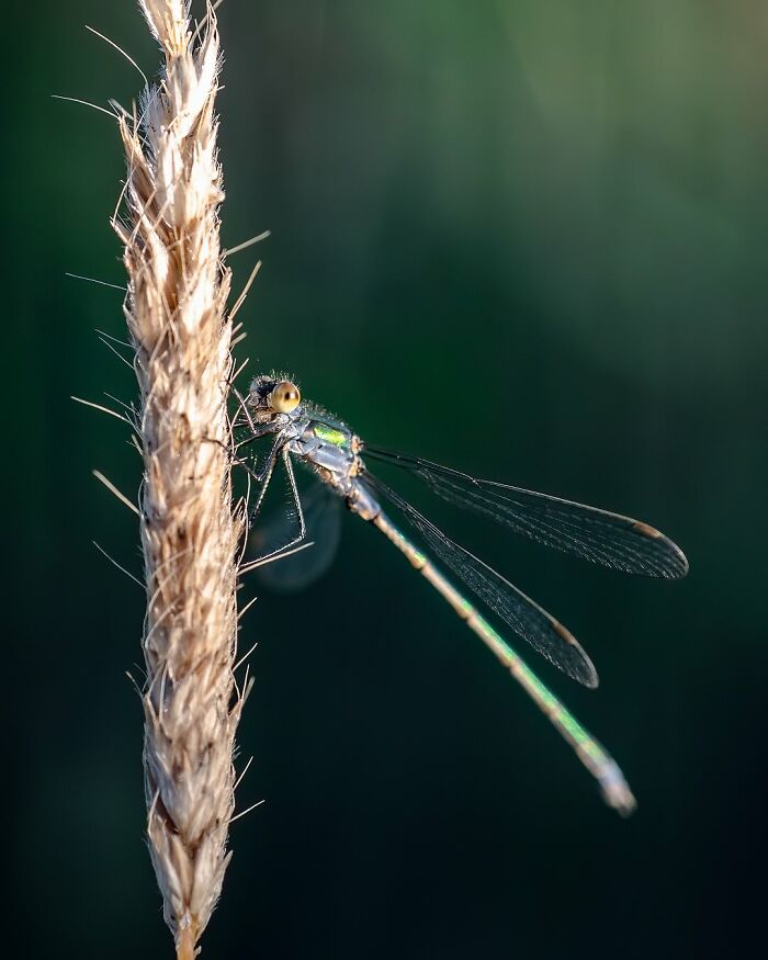 50 Beautiful Wildlife Photos By Finnish Photographer Ian Granström