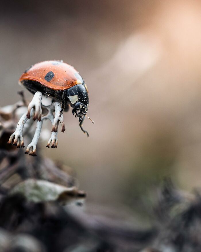 50 Beautiful Wildlife Photos By Finnish Photographer Ian Granström