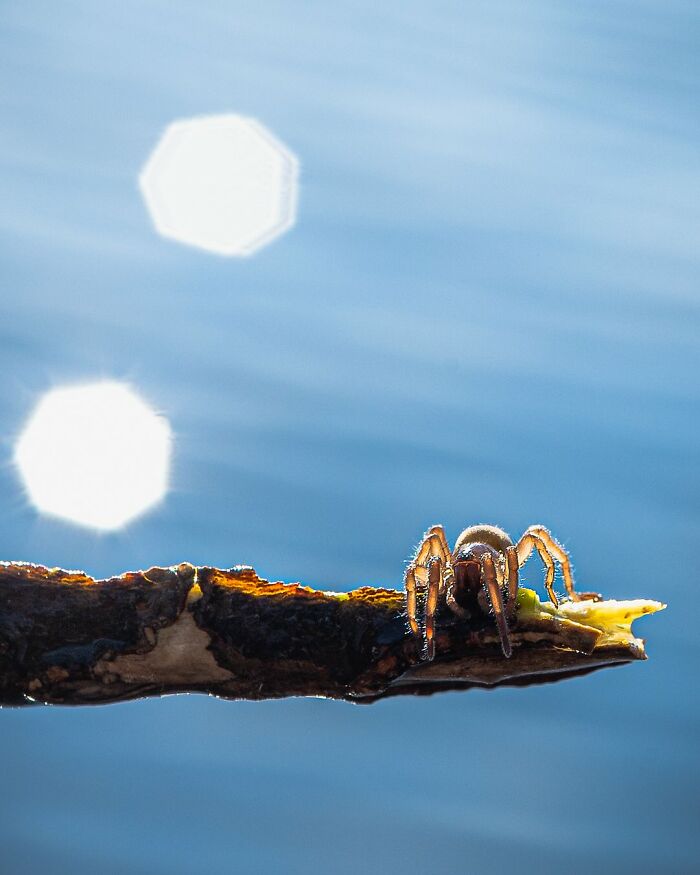 50 Beautiful Wildlife Photos By Finnish Photographer Ian Granström