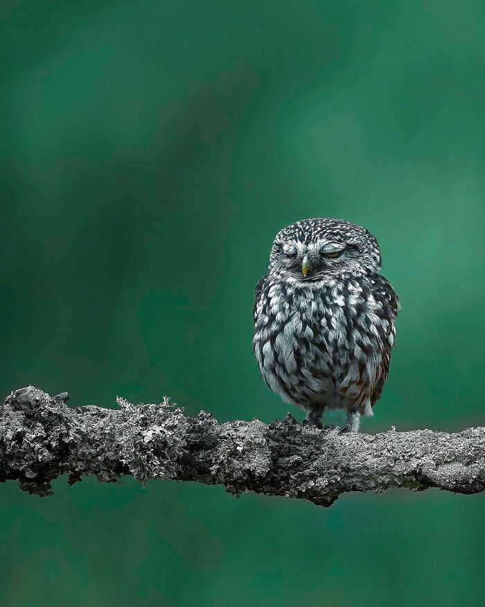 This Photographer Captured 32 Stunning Wildlife Shots That Freeze Animals Mid-Action