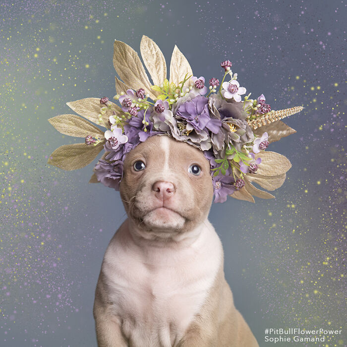 These Powerful Portraits Of Pit Bulls Wearing Flowers Continue To Change How People See Shelter Dogs (37 New Pics)-Interview