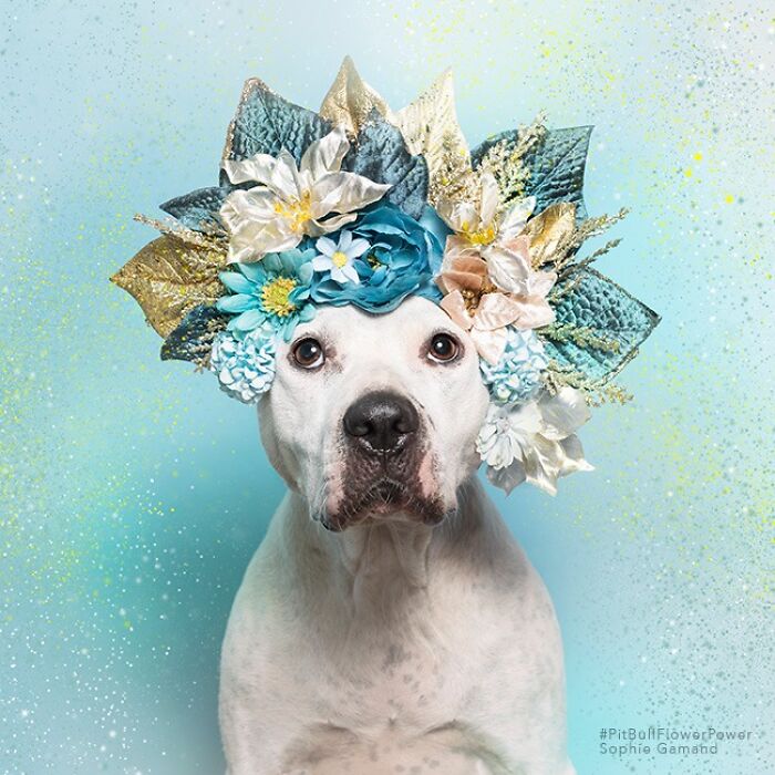 These Powerful Portraits Of Pit Bulls Wearing Flowers Continue To Change How People See Shelter Dogs (37 New Pics)-Interview