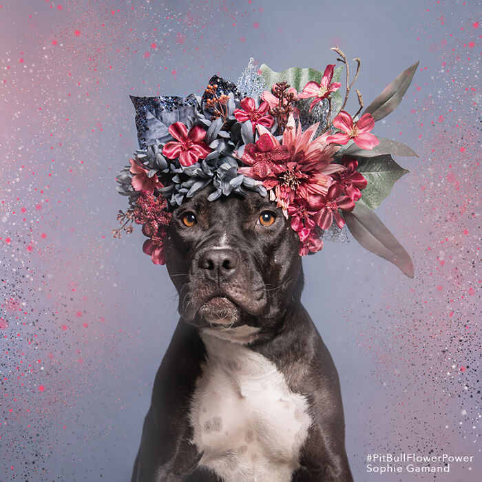 These Powerful Portraits Of Pit Bulls Wearing Flowers Continue To Change How People See Shelter Dogs (37 New Pics)-Interview