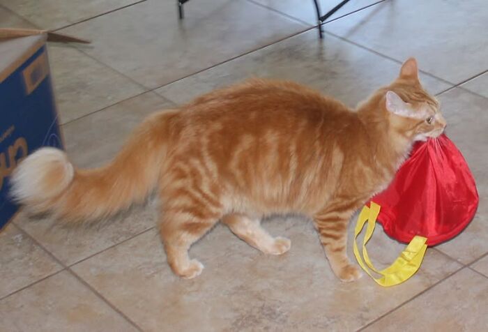 Orange tabby cat on tiled floor carrying red and yellow bag, showcasing adorable animals being thieves in a playful moment.