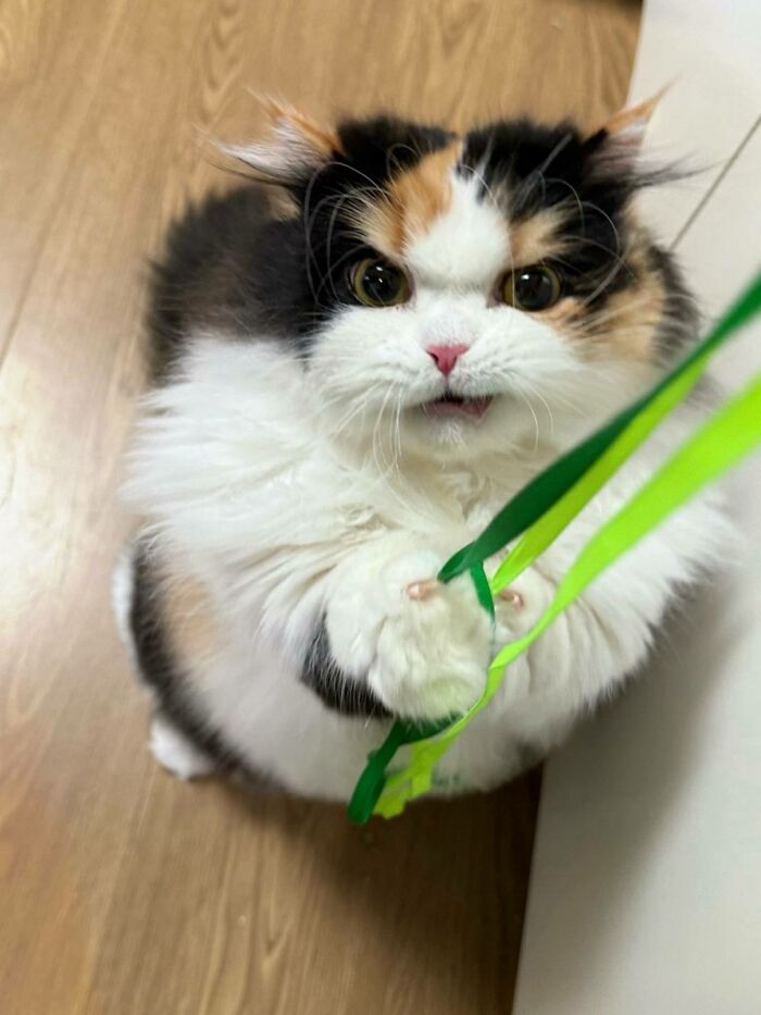 50 Cute Cat Photos To Help You De-Stress, As Shared By The “Cute Animal Photos To De-Stress” Page